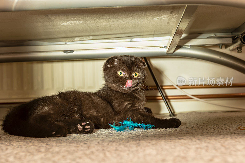 苏格兰折叠黑/深棕色的小猫在沙发下面